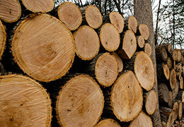 Oak wood: features, benefits